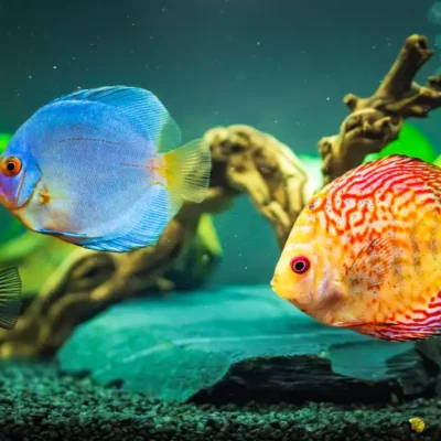 Immagine in evidenza per Keep Your Fish Happy: Fish Health Starts with a Clean Tank