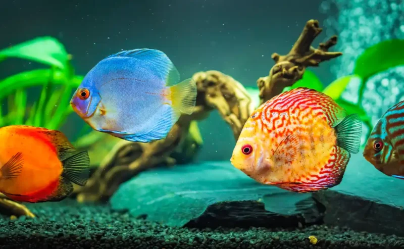 Keep Your Fish Happy: Fish Health Starts with a Clean Tank