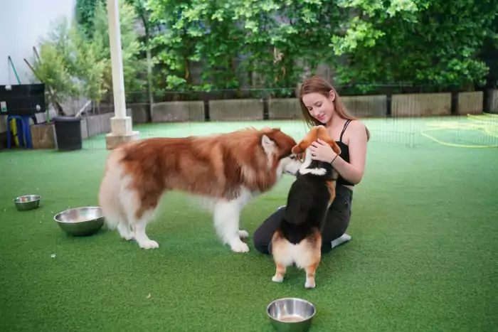 Furry friends at daily care