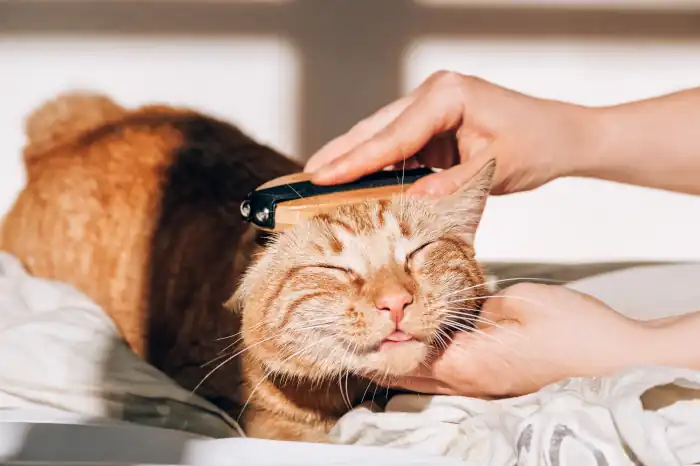 Ginger cat relaxes while being groomed