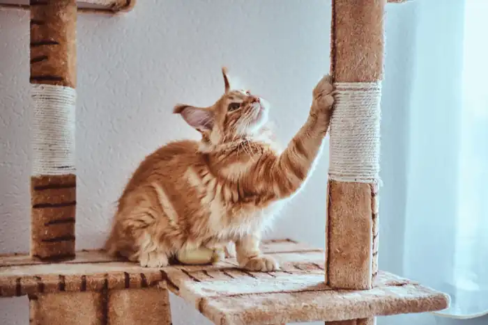 Ginger maine coon kitten is sharpening his claws