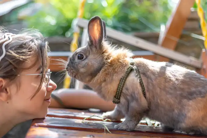 Girl plays with her pet rabbit