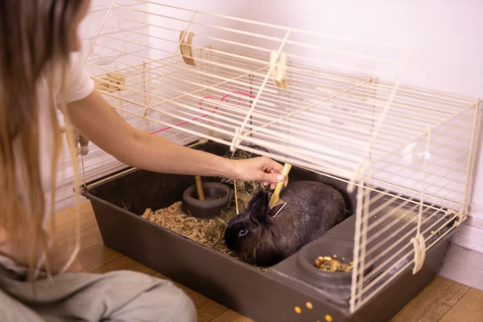 Grooming undercoat of bunny rabbit