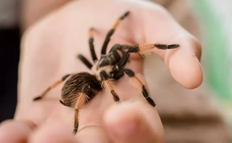 Welcome to the Wonderful World of Insect Habitat!