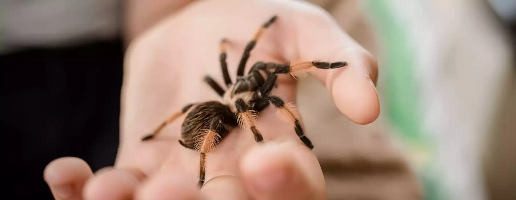 Insect habitat a child hand holding a tarantula spider