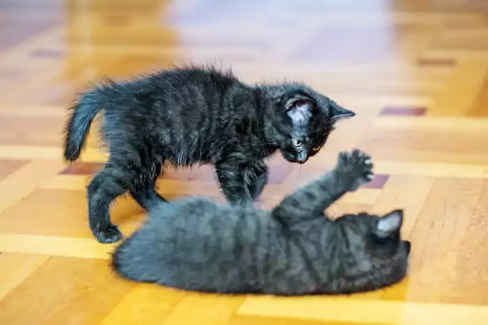 Little black kittens play on the floor fighting