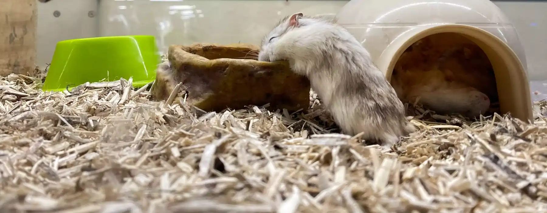 Little mouse drinking water