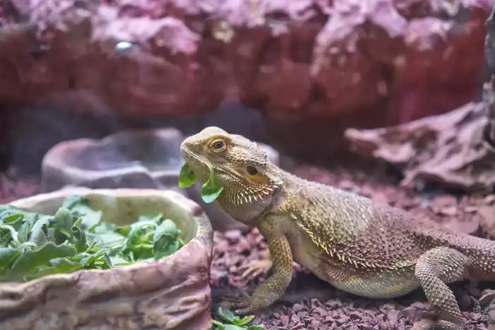Lizard eating green leaves in a terrarium