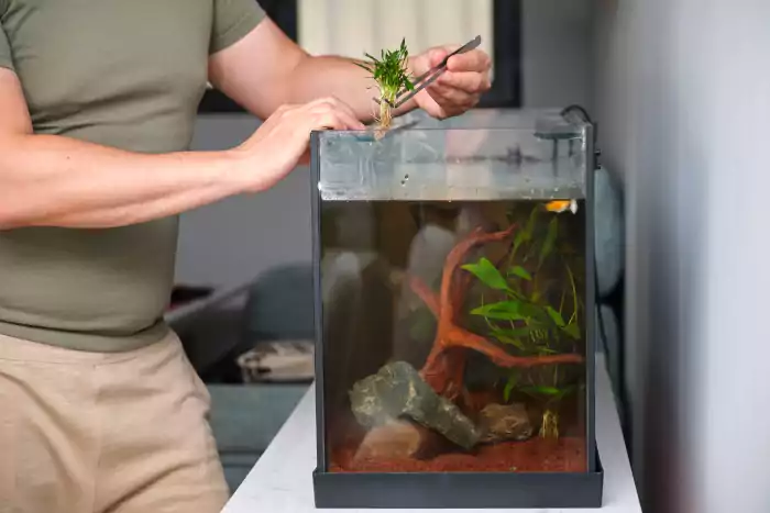 Man planting new water plant cryptocoryne parva