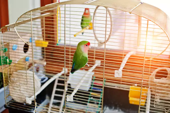 Parakeet lovebird Budgerigar in a cage