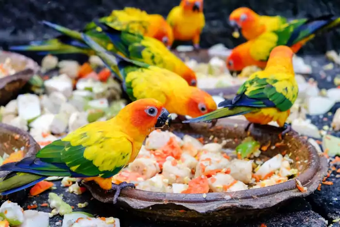 Parrot eating food