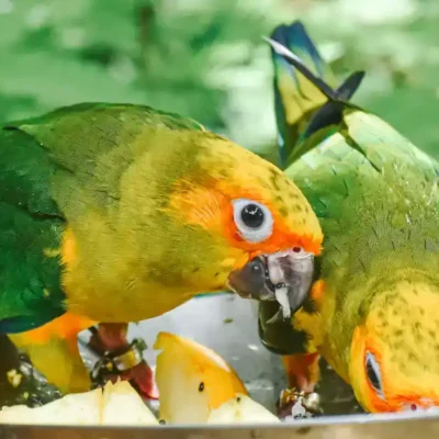 Parrots food yellow lovebird parrots eating
