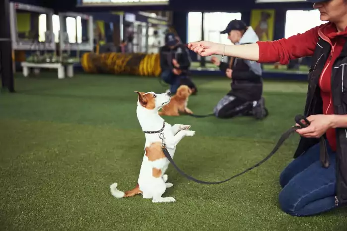 Professional dog trainer practicing the stand command