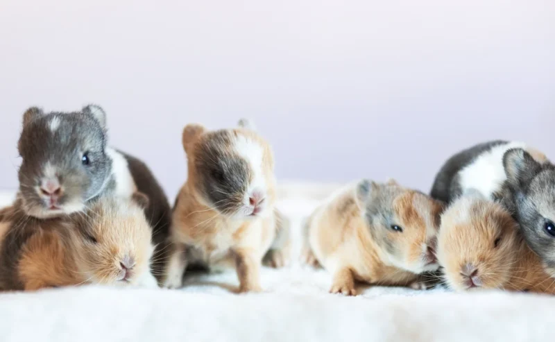 Cozy Rabbit Housing: Make Your Bunny Feel Right at Home