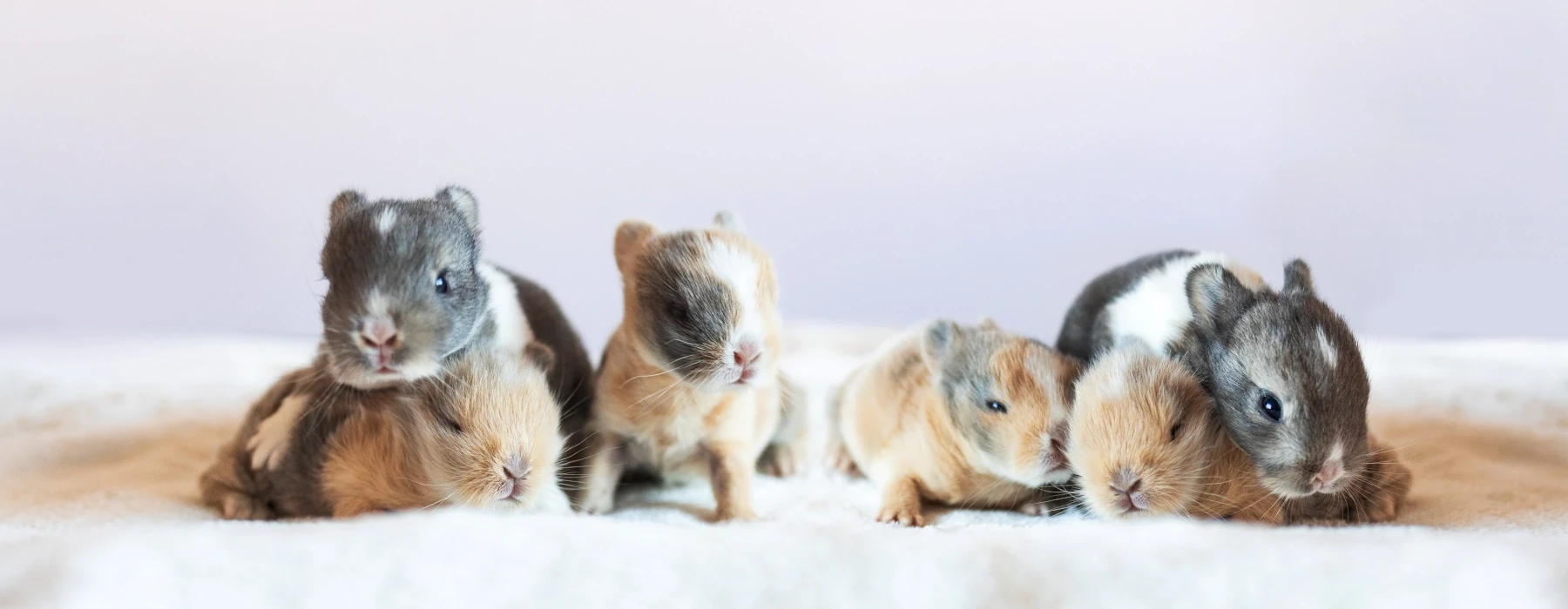 Rabbit housing baby bunny pet feeling comfortable