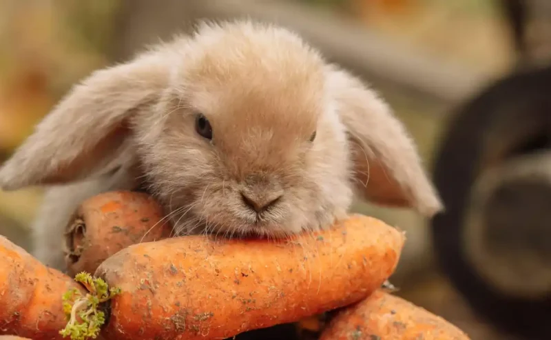 A Happy Guide to Rabbits’ Nutrition: Feed Your Bunny Right!