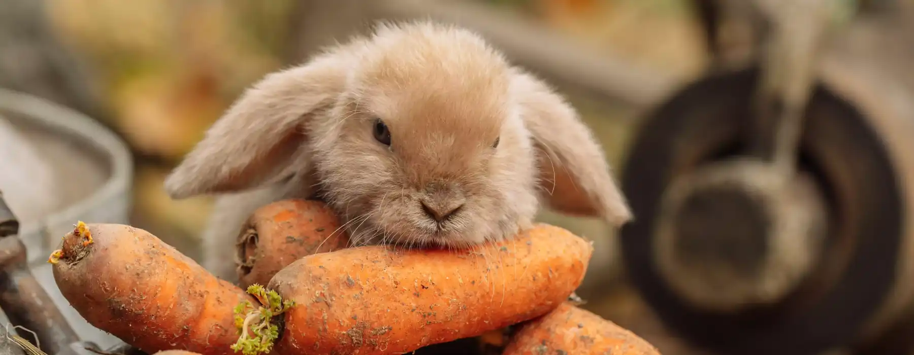 Rabbits Nutrition foxy rabbit with carrot