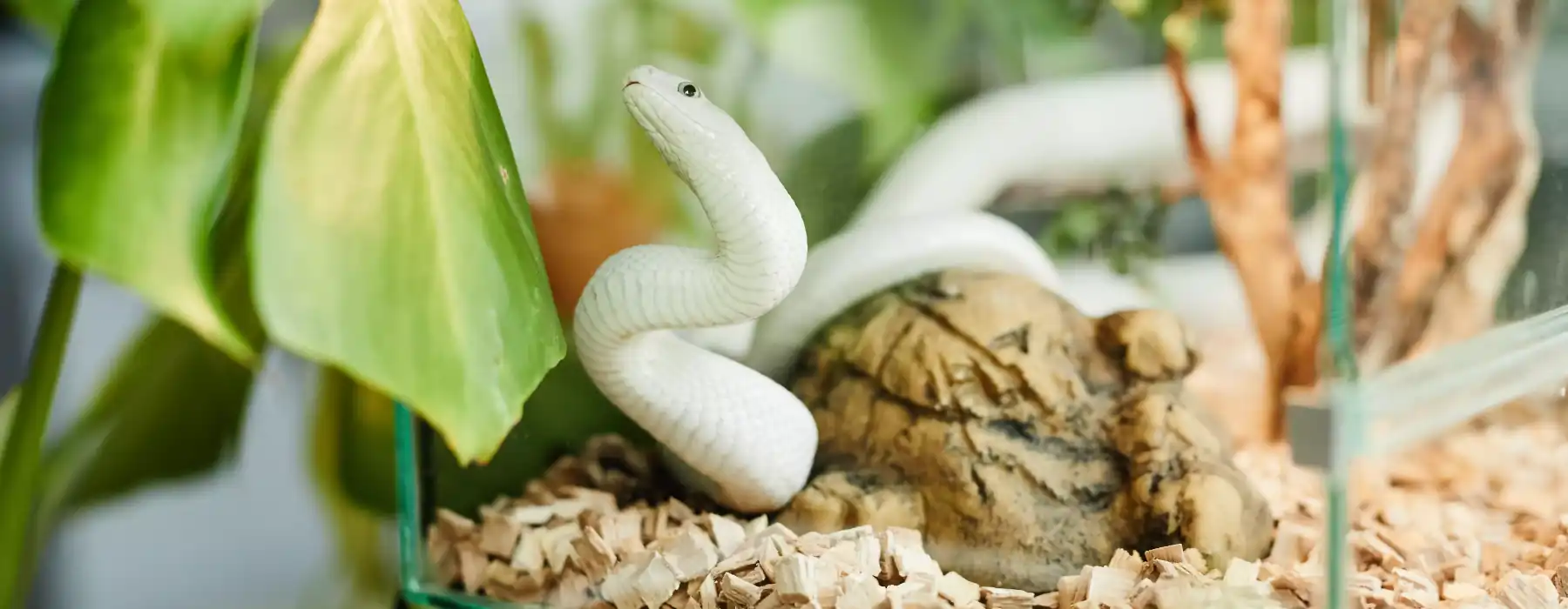 Reptiles care white rat snake