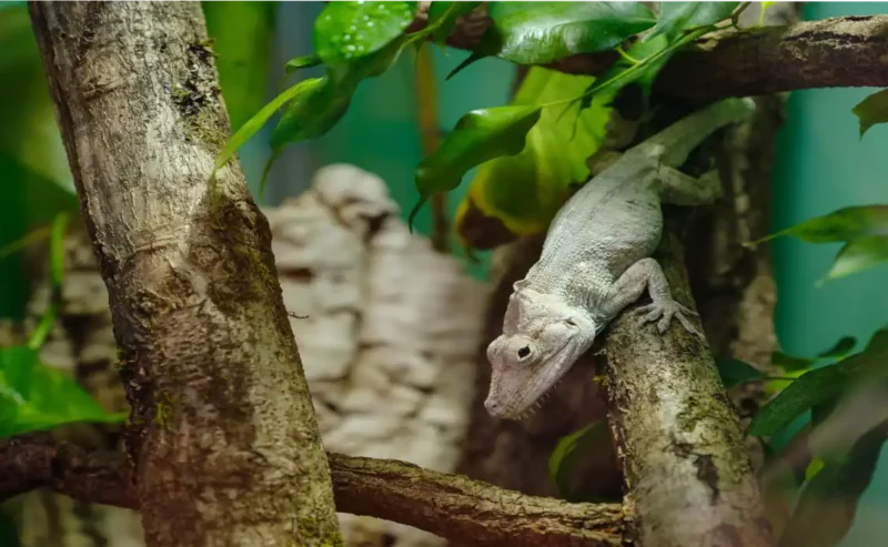 Awesome Guide to Reptiles Habitat: Make Your Lizard Feel at Home
