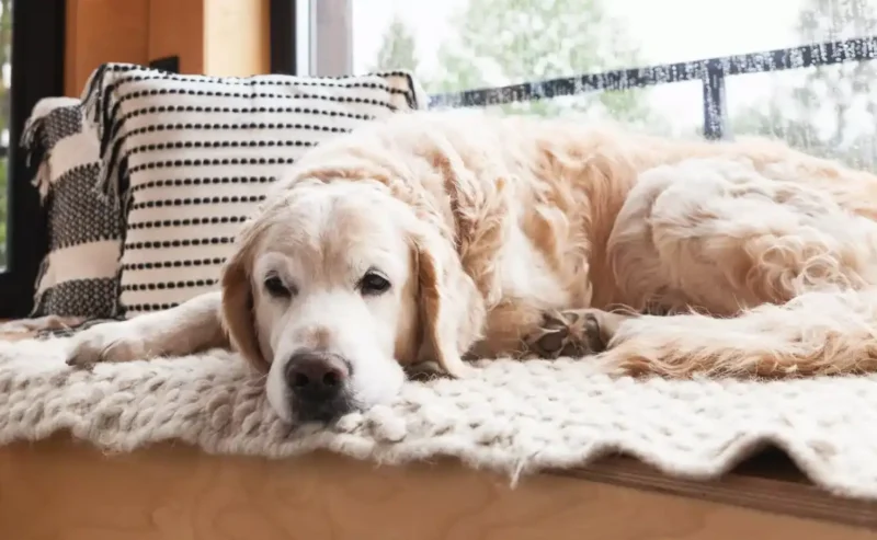 Helping Your Dog Feel Safe: The Truth About Dog Separation [9/15]