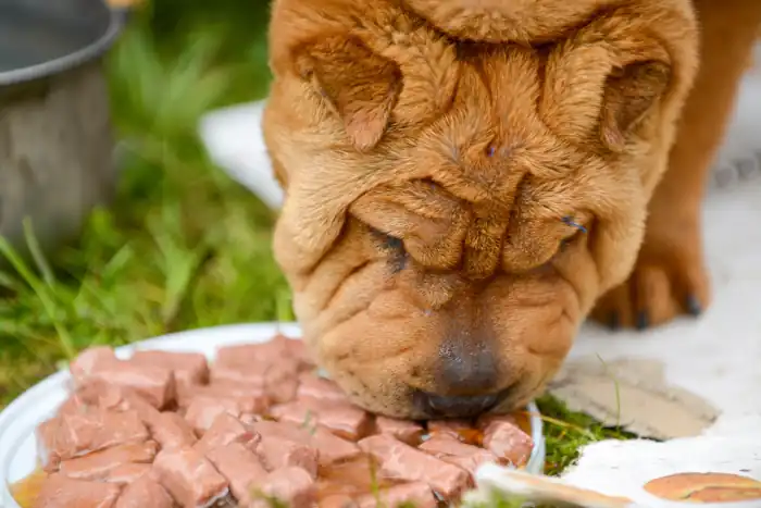 Shar pei dog eating chopped raw meat