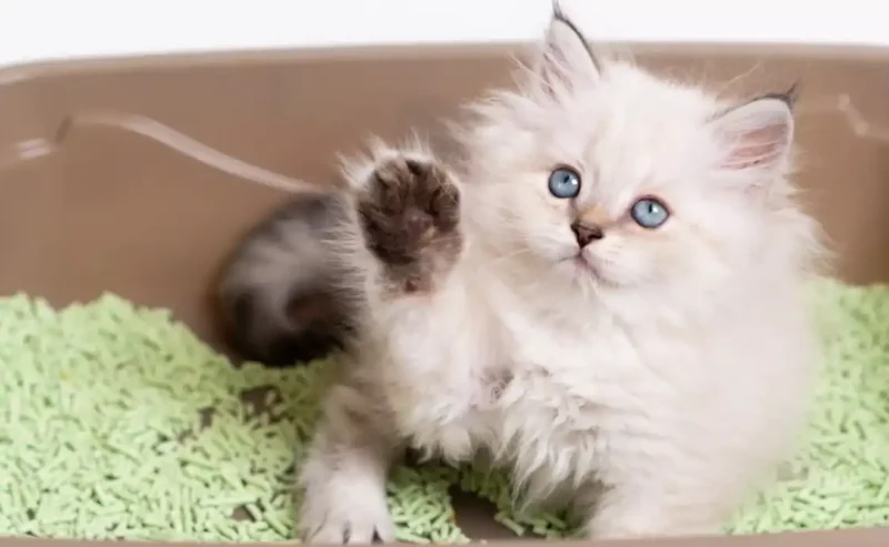 Happy Cat, Clean Home: Cat Litter Box Made Simple