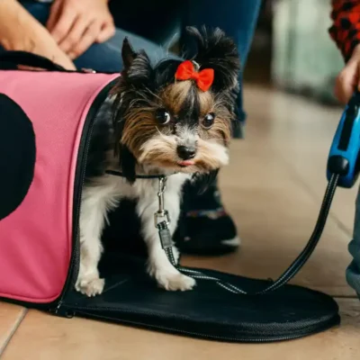 Traveling with dogs soft carrier