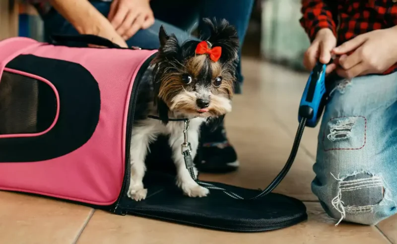 Traveling With Dogs Made Easy: A Travel Guide for Dog Lovers