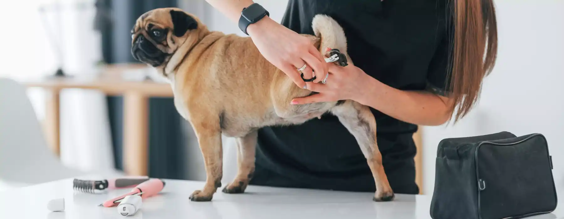 Trimming Dog Nails using equipment to clean the nails pug