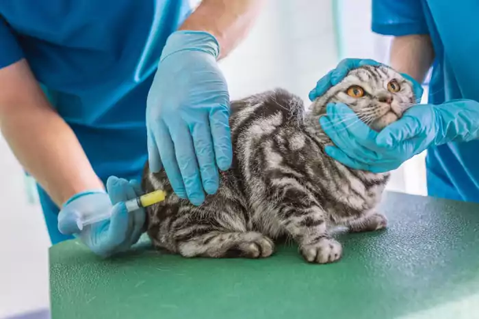Two veterinarians making cat vaccinated