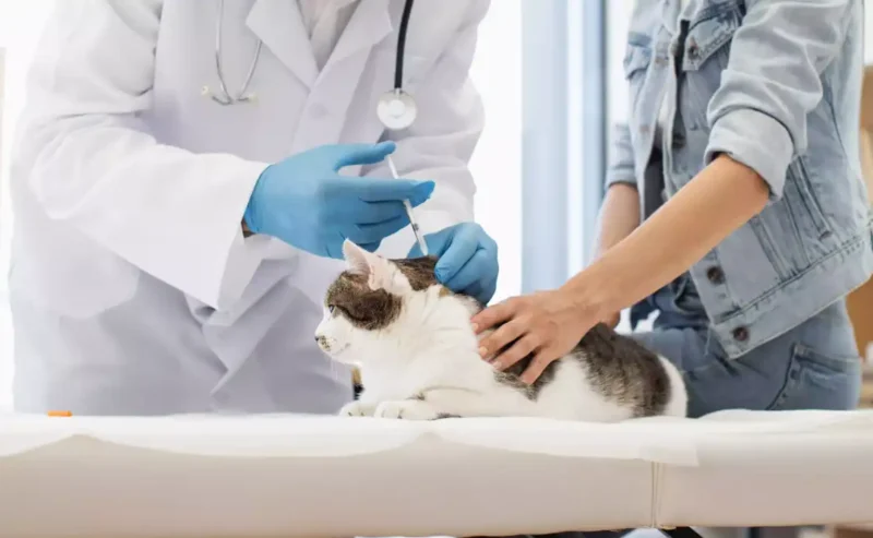 Cat Vaccinations, Keeps Your Cat Happy and Healthy