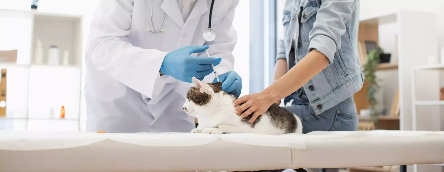 Veterinarian administering cat vaccinations