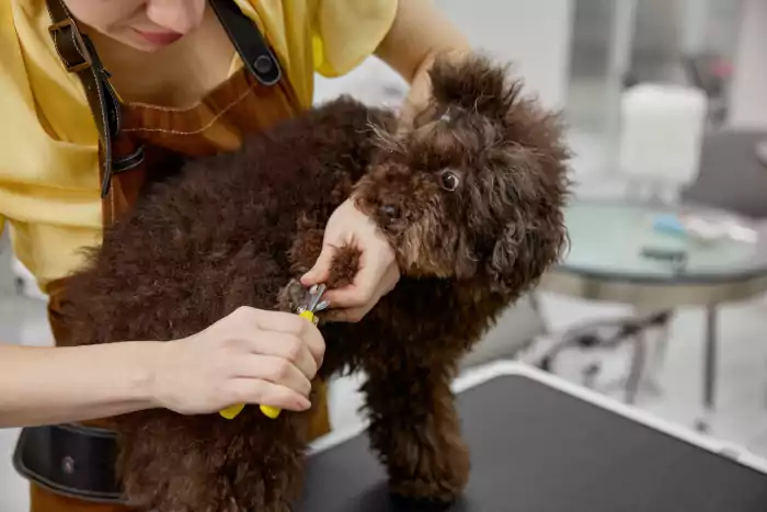 Veterinarian cutting dog claws