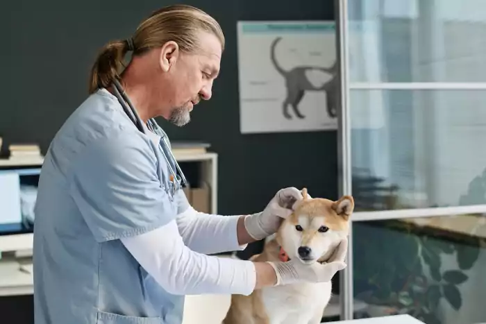 Veterinarian examining ear of shiba inu