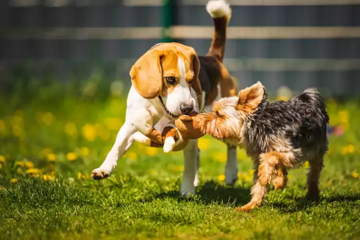 Yorkshire terrier dog running with beagle dog play