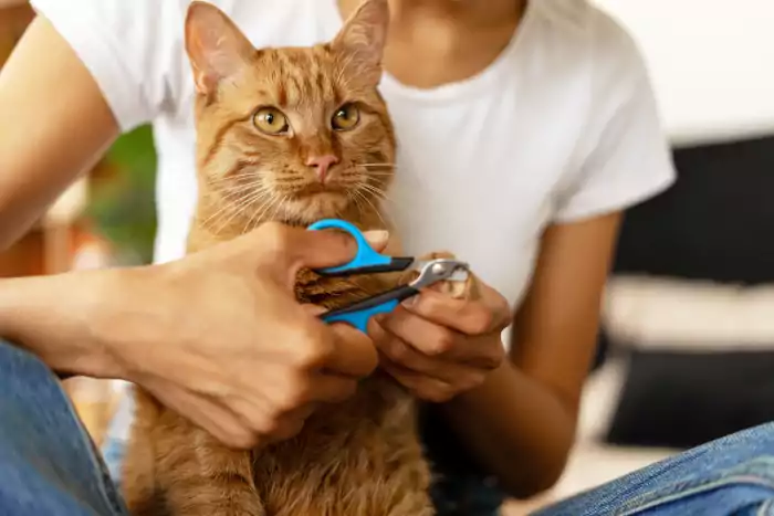 veterinarian trimming claw of ginger cat with cat nail clipper