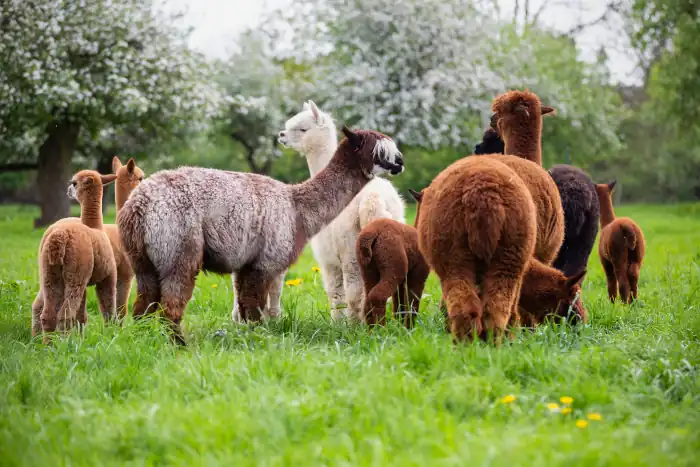 Alpaca herd on the meadow