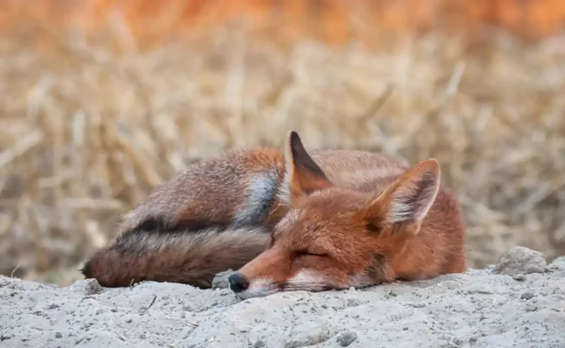 Amazing Facts About How Animals Sleep!