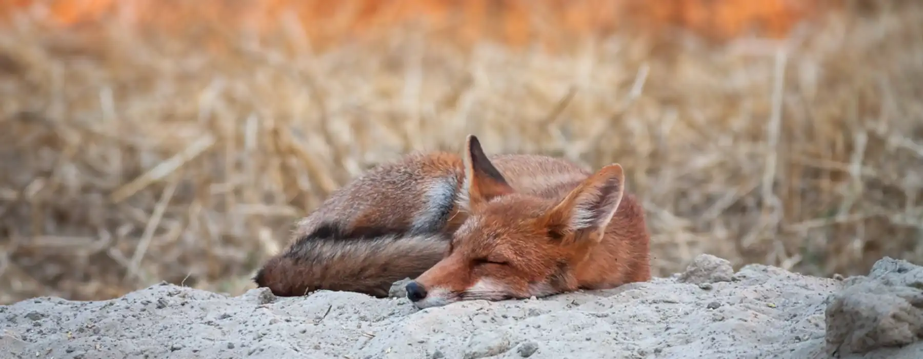 Amazing Facts About How Animals Sleep!