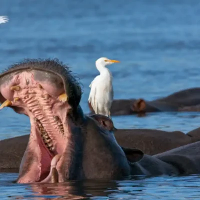 Beautiful World Worth Saving Animal Conservation, hippopotamus with egrets botswana