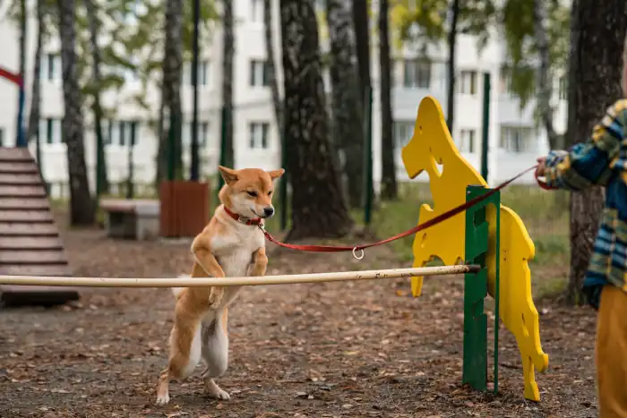 Boy teaching his dog Shiba inu to jump over barr