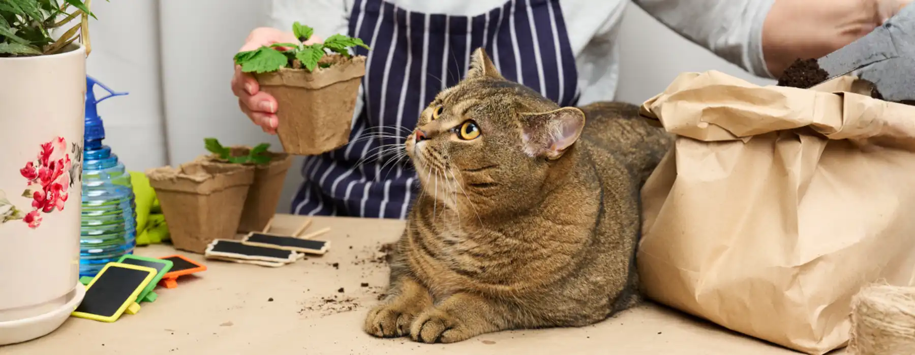 Cat Care Tips That Truly Make Your Kitty Happy