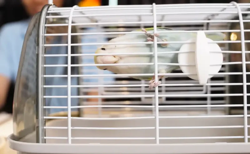 Creating a Happy Home: The Joy of Birds Care