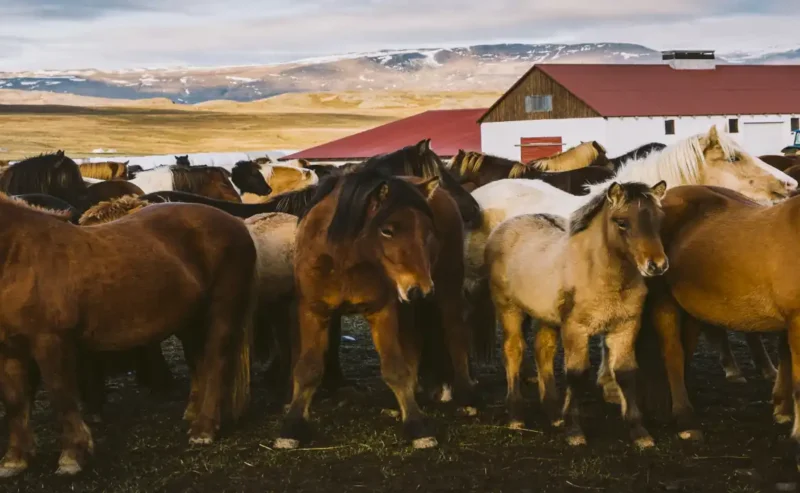 Discover the Amazing Life of Ranch Animals