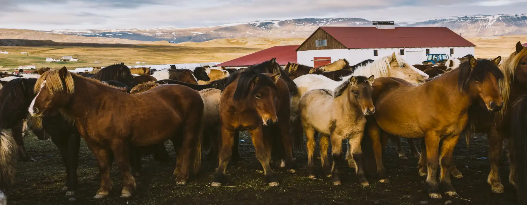 Discover the Amazing Life of Ranch Animals, Herd of precious icelandic horses gathered