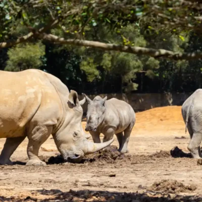 Discover the Beauty of a Wildlife Sanctuary