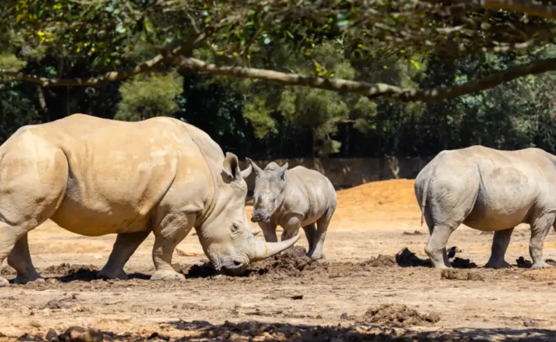 Discover the Beauty of a Wildlife Sanctuary