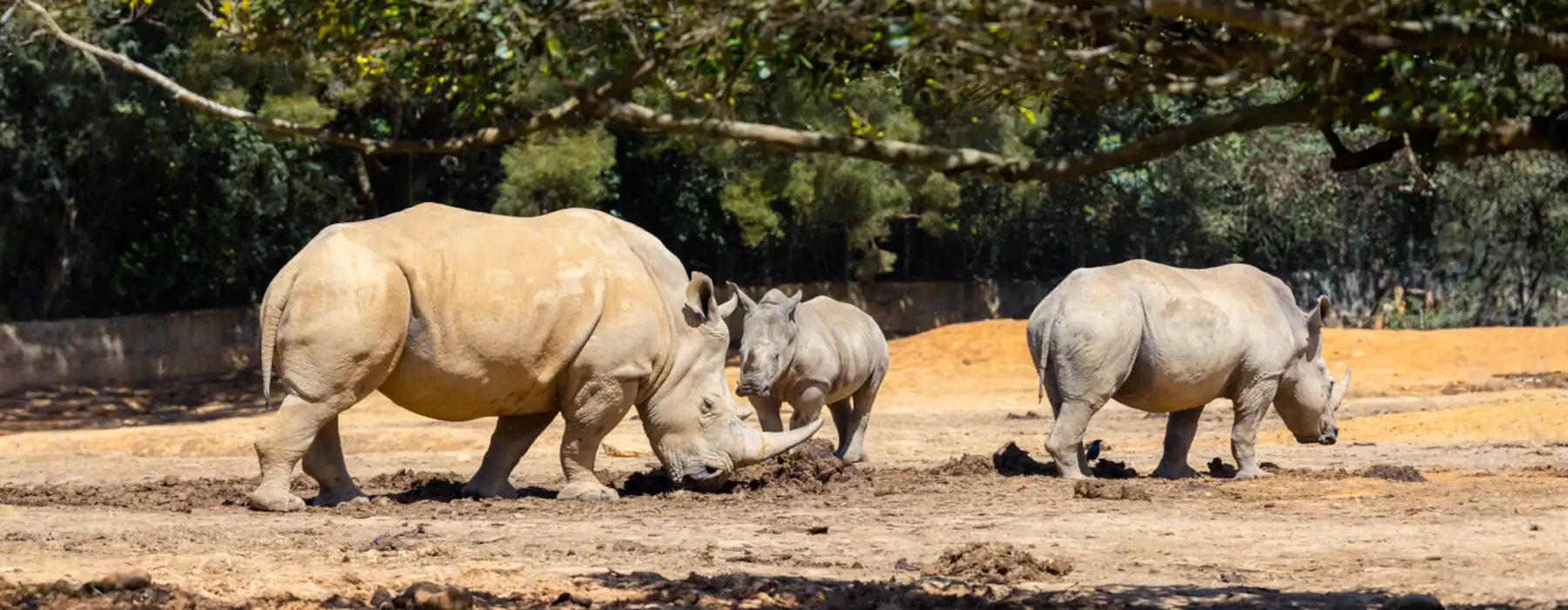 Discover the Beauty of a Wildlife Sanctuary