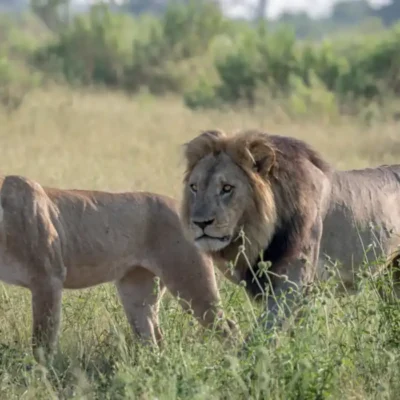 Discover the Joy of Animals Life, Lion mating couple walking in the grass
