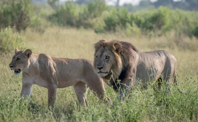 Discover the Joy of Animals Life